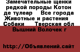 Замечательные щенки редкой породы Котон де тулеар  - Все города Животные и растения » Собаки   . Тверская обл.,Вышний Волочек г.